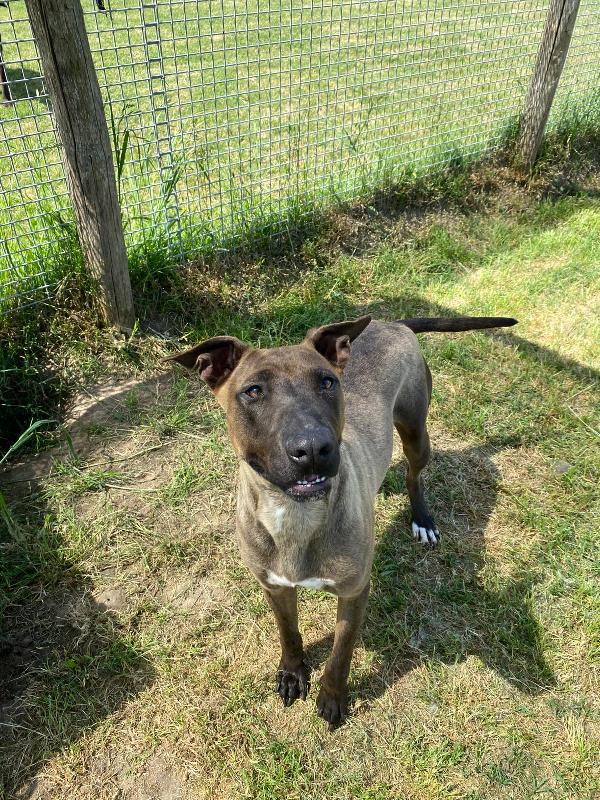 MALI dolce pastore malinois ❣️ Foto 7